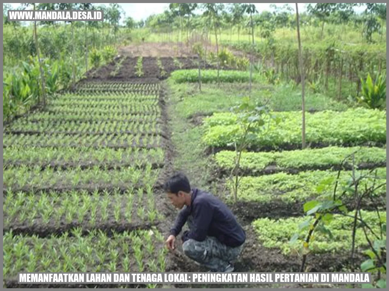 Memanfaatkan Lahan dan Tenaga Lokal: Peningkatan Hasil Pertanian di Mandala